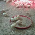 Mitgliedsausweis Word Vorlage Genial Tagesgeschehen