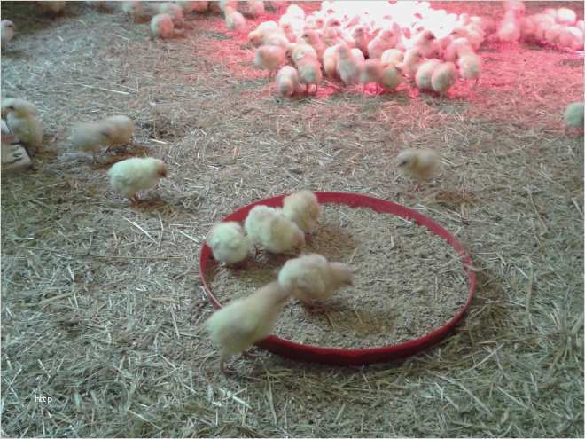 Mitgliedsausweis Word Vorlage Genial Tagesgeschehen