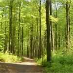Mittelalterliche Speisekarte Vorlage Cool Waldführungen Durch Den Schlosswald