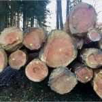 Mittelalterliche Speisekarte Vorlage Hübsch Waldführungen Durch Den Schlosswald