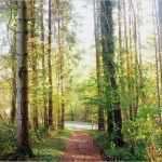 Mittelalterliche Speisekarte Vorlage Luxus Waldführungen Durch Den Schlosswald