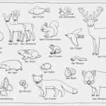 Montessori Vorlagen Einzigartig Wald Tiere Pflanzen