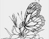 Motion Vorlagen Free Erstaunlich Blumen Vorlagen 1 butterfly Coloring
