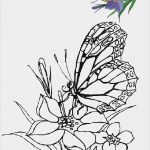 Motion Vorlagen Free Erstaunlich Blumen Vorlagen 1 butterfly Coloring