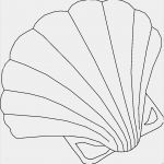 Muschel Einladungskarte Vorlage Hübsch Grosse Schoene Muschel Ausmalbild & Malvorlage Tiere