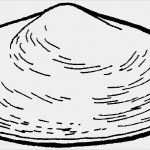 Muschel Einladungskarte Vorlage Süß Flache Muschel Ausmalbild & Malvorlage Tiere