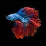 Okr Vorlage Erstaunlich Erfreut Taubenmuster Vorlage Fotos Beispiel Business