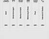 Ordner Etiketten Vorlage Word 2010 Luxus Leitz ordnerrücken Vorlage Word Neu Favorit ordner