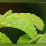 Passbild Vorlage Photoshop Erstaunlich Download Wasserzeichen Aktion Psd Tutorials