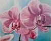 Pastellmalerei Vorlagen Beste orchids Ölmalerei Pastellmalerei Blumen orchidee Von