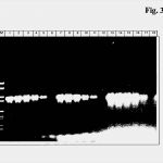 Patent Vorlage Hübsch Patent Ep A1 Nukleinsäureverstärkung Bei Vorlage