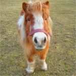 Pferde Gutschein Vorlage Wunderbar Training Für Ihr Pferd Achtsames Reiten Regensburg