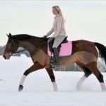 Pferde Scheren Muster Vorlagen Angenehm Pferde Scherservice Pferdepflegemittel Von Animaderm Bei