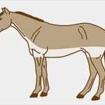 Pferde Scheren Muster Vorlagen Best Of Pferde Scheren Hier Gibt Es Tipps Für Schnittmuster Bei