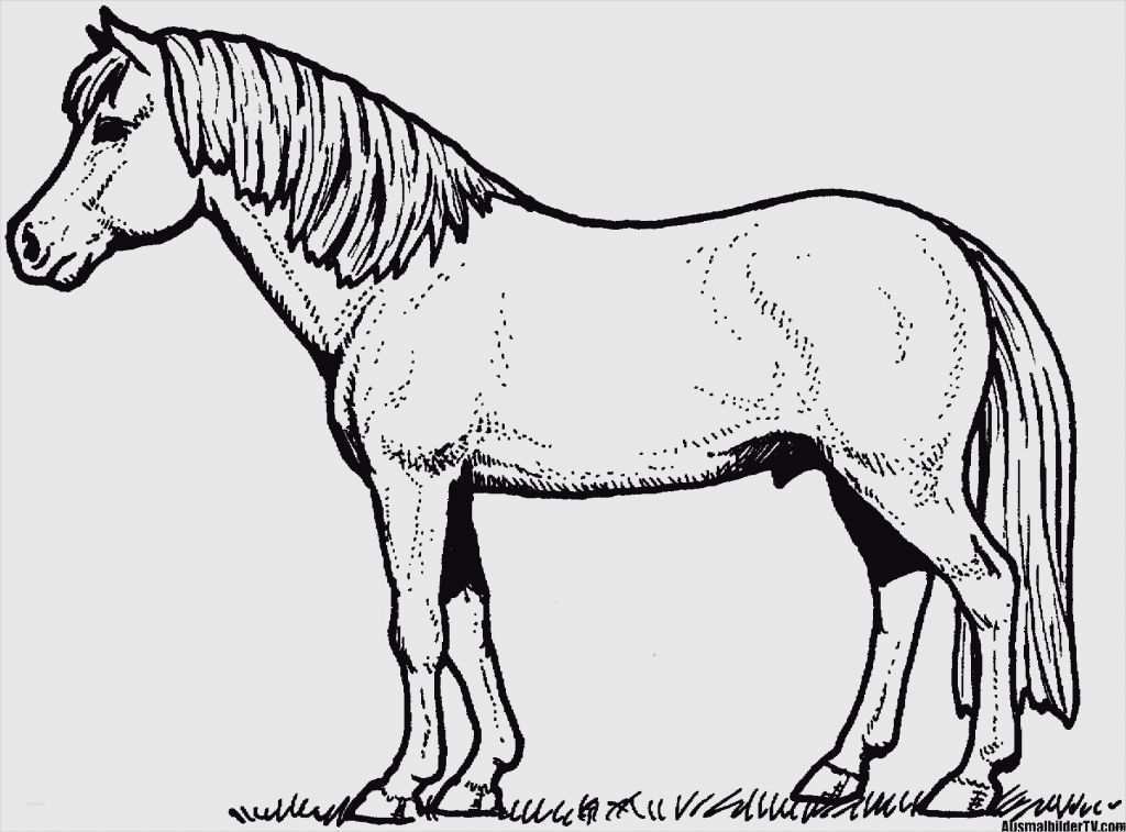 Pferde Scheren Muster Vorlagen Beste Malvorlagen Kostenlos Pferde Malvorlage Store