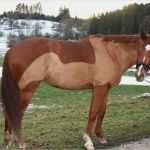 Pferde Scheren Muster Vorlagen Einzigartig Pferde Scherservice Pferdepflegemittel Von Animaderm Bei