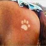 Pferde Scheren Muster Vorlagen Fabelhaft Pferd Scheren Motive Freizeit Pferde