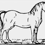 Pferde Scheren Muster Vorlagen Gut Ausmalbilder Pferde 31