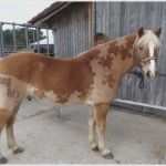 Pferde Scheren Muster Vorlagen Inspiration Pferde Scheren Muster Vorlagen Schön Scheren – Notwendiges