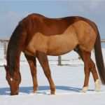 Pferde Scheren Muster Vorlagen Schönste Pferde Scheren