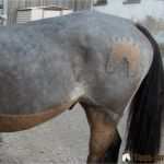 Pferde Scheren Muster Vorlagen Wunderbar Pferd Scheren so Geht S Einfach Und Schnell