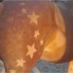 Pferde Scheren Muster Vorlagen Wunderbar Ster Scheren Paard Google Zoeken Nani Pinterest