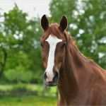 Pferdepensionsvertrag Vorlage Einzigartig Sarkoide – Anerkannter Mangel Beim Pferdekauf Die