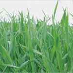 Pflanzenschutz Dokumentation Vorlage Weinbau Beste Pflanzenschutzmittel Für Getreide