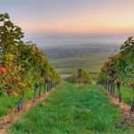 Pflanzenschutz Dokumentation Vorlage Weinbau Cool Weinbau Pflanzenbau &amp; Obst