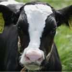 Pflanzenschutz Dokumentation Vorlage Weinbau Erstaunlich Dosto Caps Weniger Durchfall Und Fittere Kälber