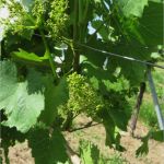 Pflanzenschutz Dokumentation Vorlage Weinbau Gut Der Juni 2014