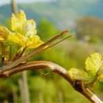 Pflanzenschutz Dokumentation Vorlage Weinbau Schön Weinbau Pflanzenbau &amp; Obst