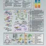 Plakat Layout Vorlagen Bewundernswert Großartig Vorlagen Für Wissenschaftliche Poster Bilder
