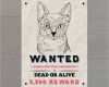 Plakat Vorlagen Kostenlos Download Elegant Gewünschtes Plakat Mit Katze