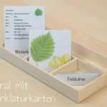 Planeten Steckbrief Vorlage Best Of Arbeitsheft Laubgehölze Wunderwerkstatt