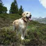 Planeten Steckbrief Vorlage Gut Groe Zum Ausdrucken Excellent Excel Seiten Passend