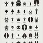 Postkarten Vorlagen Kostenlos Großartig Bogen "tierspuren" Zum Bestimmen Und Erkennen Der Spuren