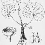 Powerpoint Vorlagen Biologie Best Of Erfreut sonnenblatt Ideen Beispiel Anschreiben Für