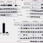 Ppt Vorlage Wer Wird Millionär Luxus Memory Selber Machen Vorlage Geburtstag Karte Ausdrucken