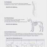 Praktikumsmappe Vorlage Realschule Cool Neues Tierbeschreibung Klasse 5 Gymnasium Arbeitsblätter