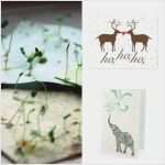 Pressemitteilung Schreiben Vorlage Süß Blumensamen Grußkarten Zum Einpflanzen Grüße In Den