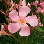 Privatkreditvertrag Vorlage Angenehm Giugno Il Mese Dell’oleandro