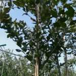 Privatkreditvertrag Vorlage Bewundernswert Maggio Il Mese Dei Lecci