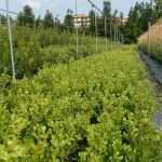 Privatkreditvertrag Vorlage Cool Buxus Bosso