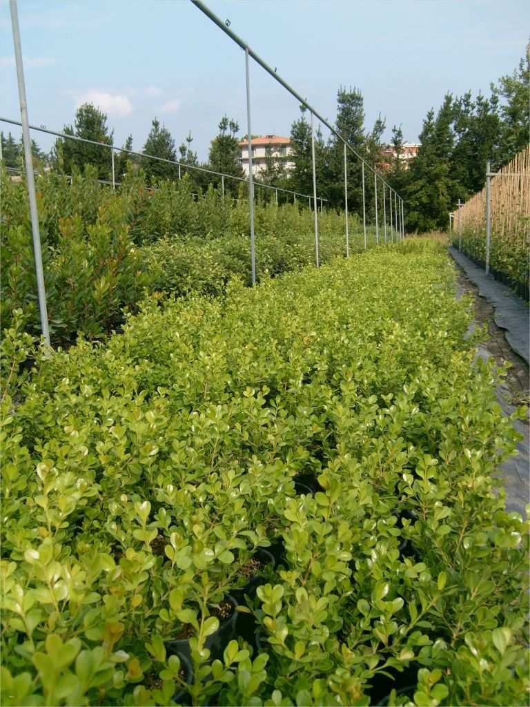 Privatkreditvertrag Vorlage Cool Buxus Bosso