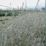 Privatkreditvertrag Vorlage Einzigartig Teucrium