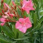 Privatkreditvertrag Vorlage Elegant Oleandro Rosa Carico