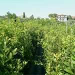 Privatkreditvertrag Vorlage Genial Lauro Nobilis