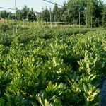 Privatkreditvertrag Vorlage Inspiration Pittosporum tobira