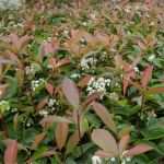 Privatkreditvertrag Vorlage Schönste Primavera Finalmente